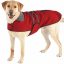 Dog-red-Casual-Canine.jpg